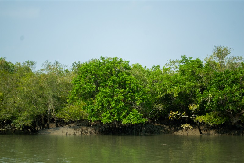 Sajnekhali Watchtower